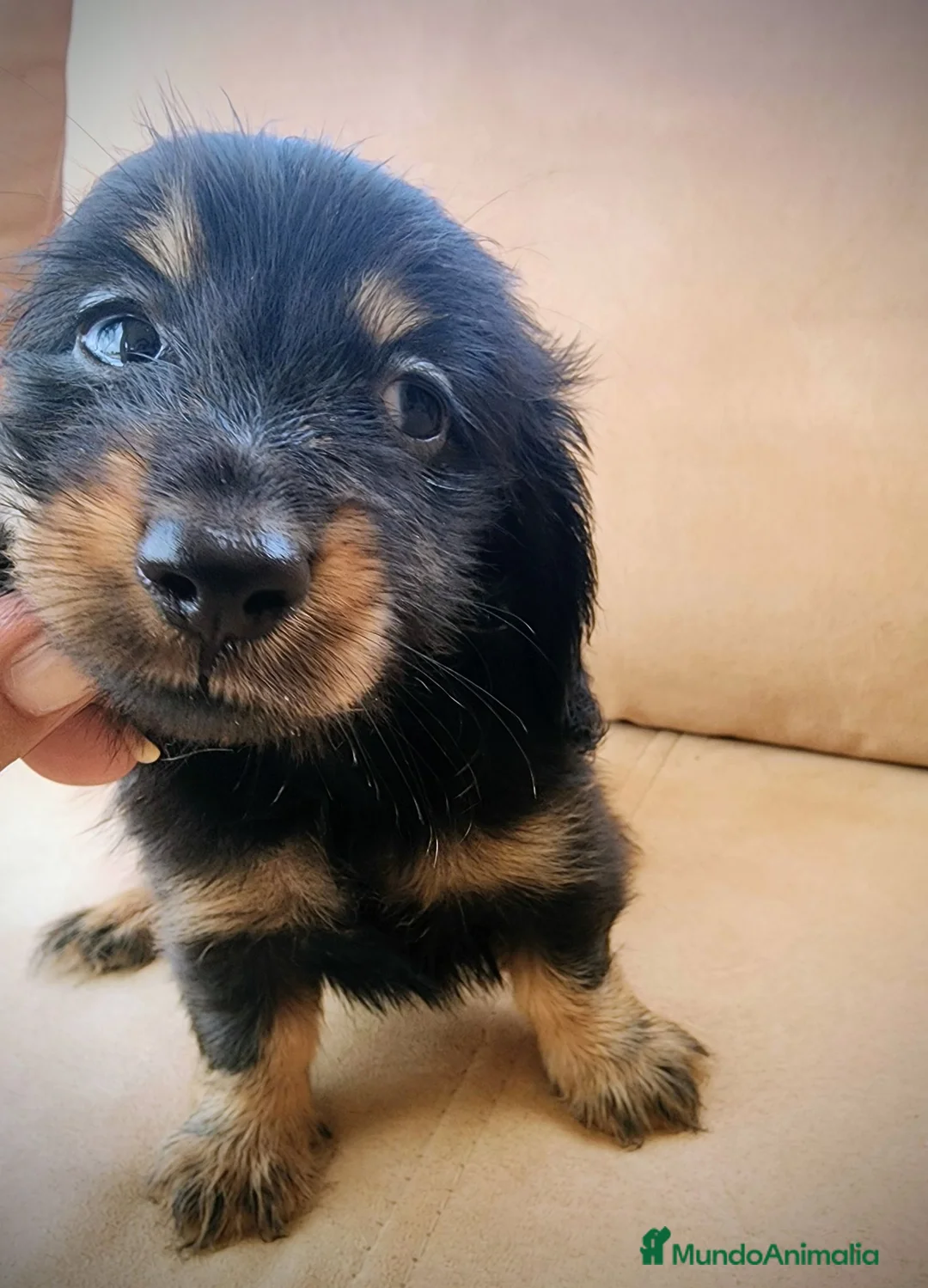 Teckel perros en venta: Teckel kanichen pelo largo negro fuego precio real - Anuncio 1
