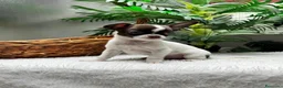 Chihuahua perros en venta: CHIHUAHUA CHOCOLATE Y BLANCO - Anuncio 4