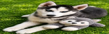 Husky Siberiano 1