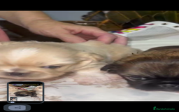 Pekinés perros en venta: Últimos bebitas de pequinezas  - Imagen 3