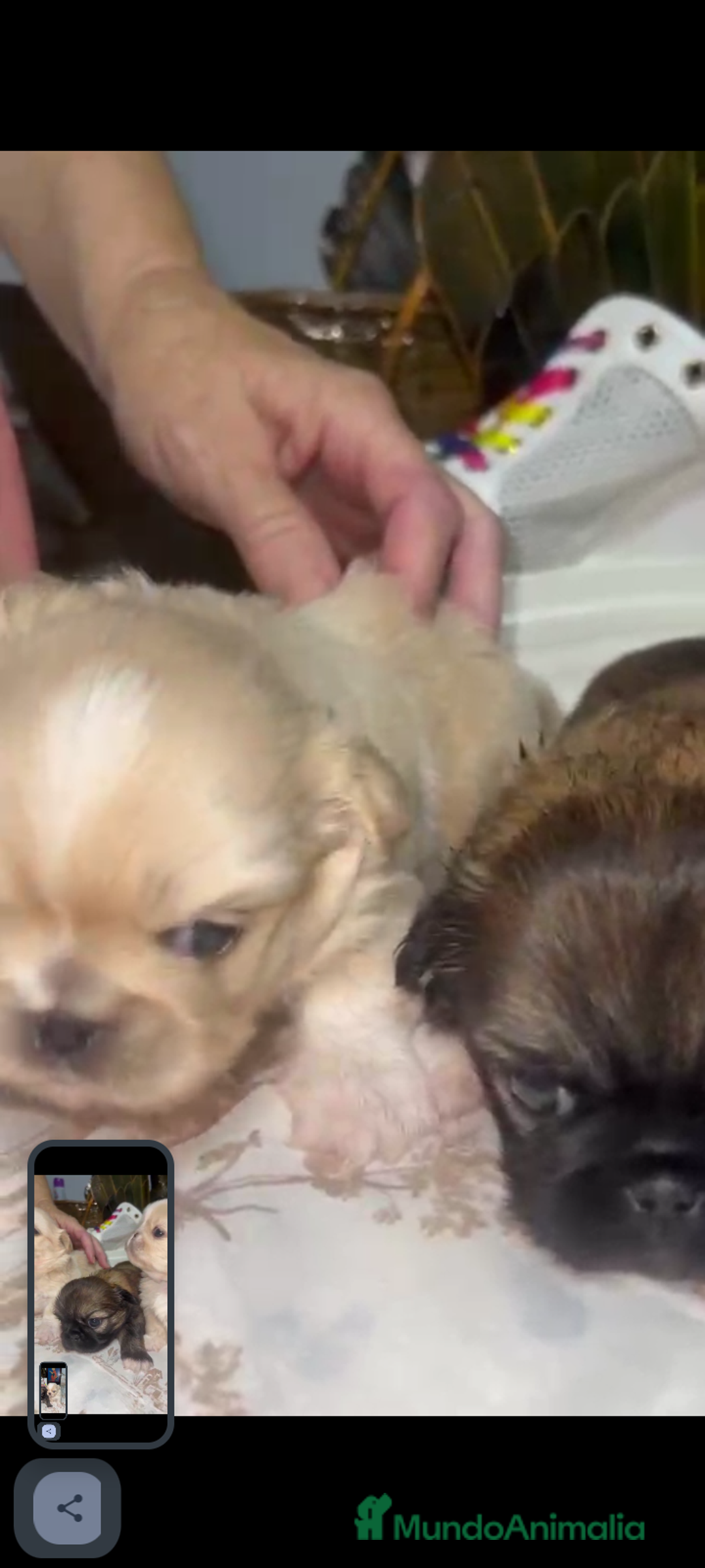 Pekinés perros en venta: Últimos bebitas de pequinezas  - Imagen 3