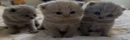 Británico de Pelo Corto gatos en venta: Cachorros British Shorthair  - Anuncio 2