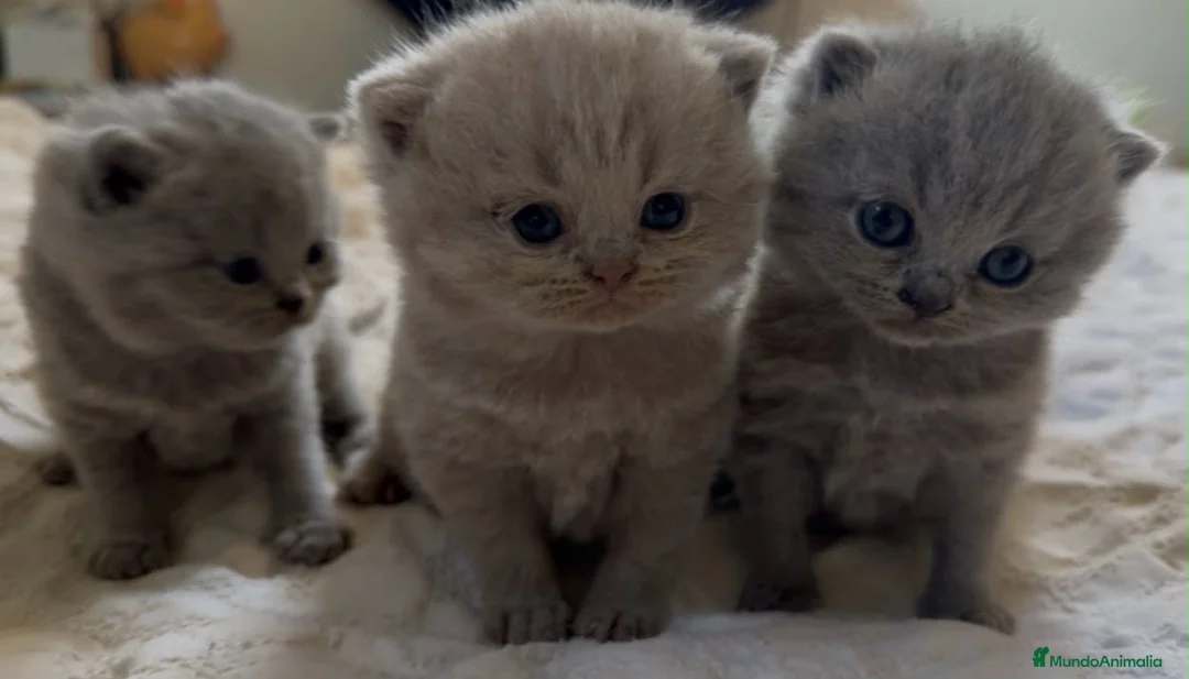 Británico de Pelo Corto gatos en venta: Cachorros British Shorthair  - Anuncio 2