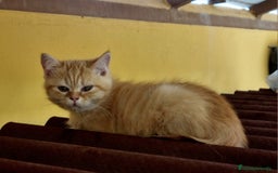 Persa gatos en venta: Gatos persa - Imagen 1