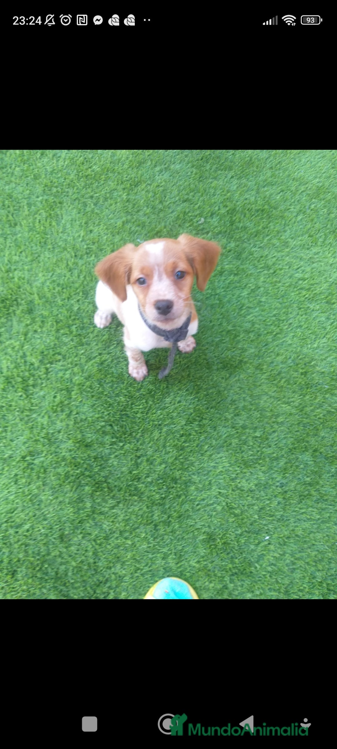 Épagneul Breton perros en venta: Cachorro Breton - Anuncio 12