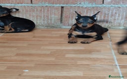 Pinscher Miniatura perros en venta: Pincher miniatura OPORTUNIDAD  - Imagen 3