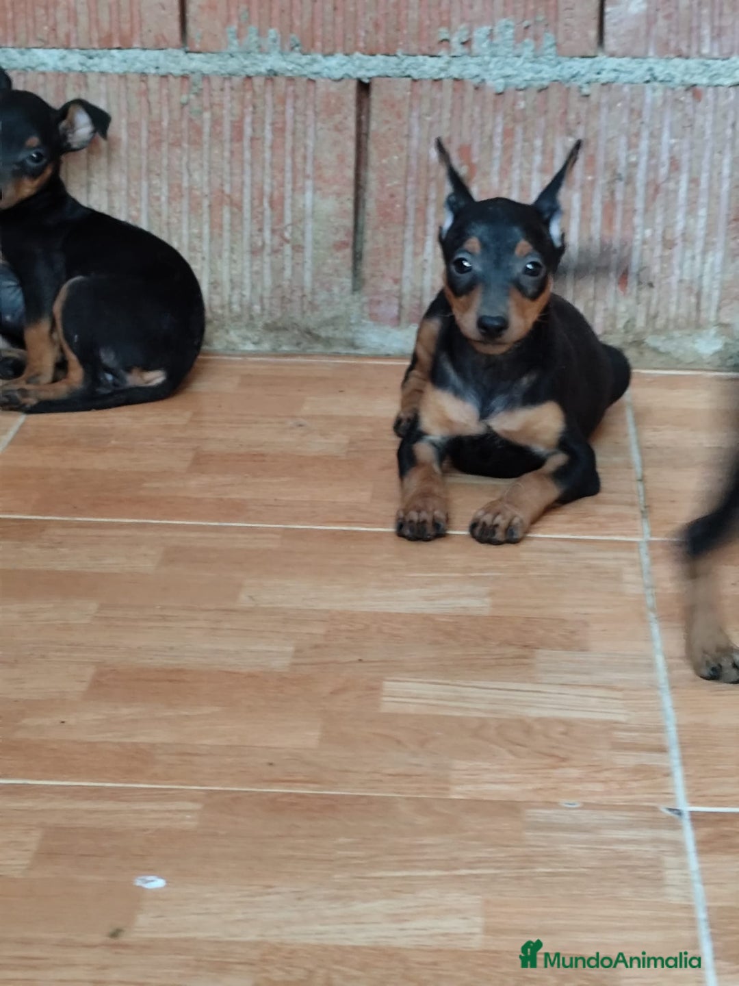 Pinscher Miniatura perros en venta: Pincher miniatura OPORTUNIDAD  - Imagen 3
