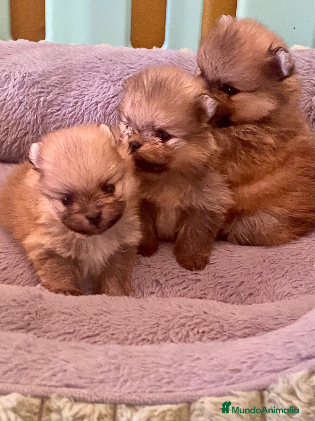 Pomerania perros en venta: Pomerania miniatura  - Anuncio 8