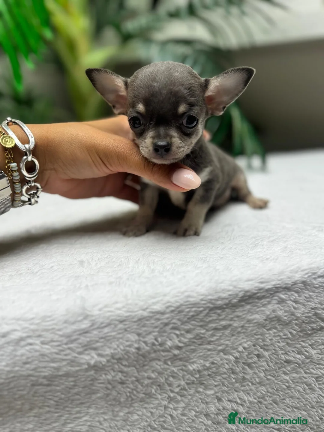 Chihuahua perros en venta: CHIHUAHUA BLUE - MACHOS - Anuncio 2
