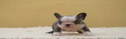 Bulldog Francés perros en venta: Cachorros de Bulldog Frances  - Anuncio 3