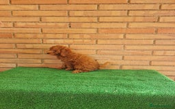Caniche Toy perros en venta: Caniches toy  - Imagen 3