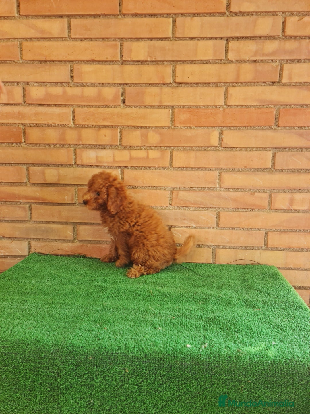 Caniche Toy perros en venta: Caniches toy  - Imagen 3