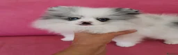 Pomerania perros en venta: Pomerania Merle Toy ojos azules hembra  - Anuncio 8