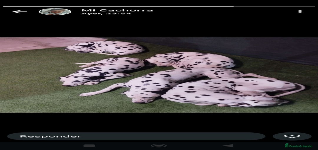 Imagen de galería {{count}}