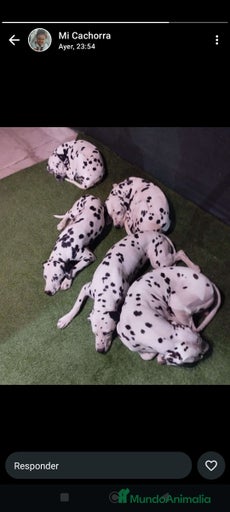 Imagen de galería {{count}}