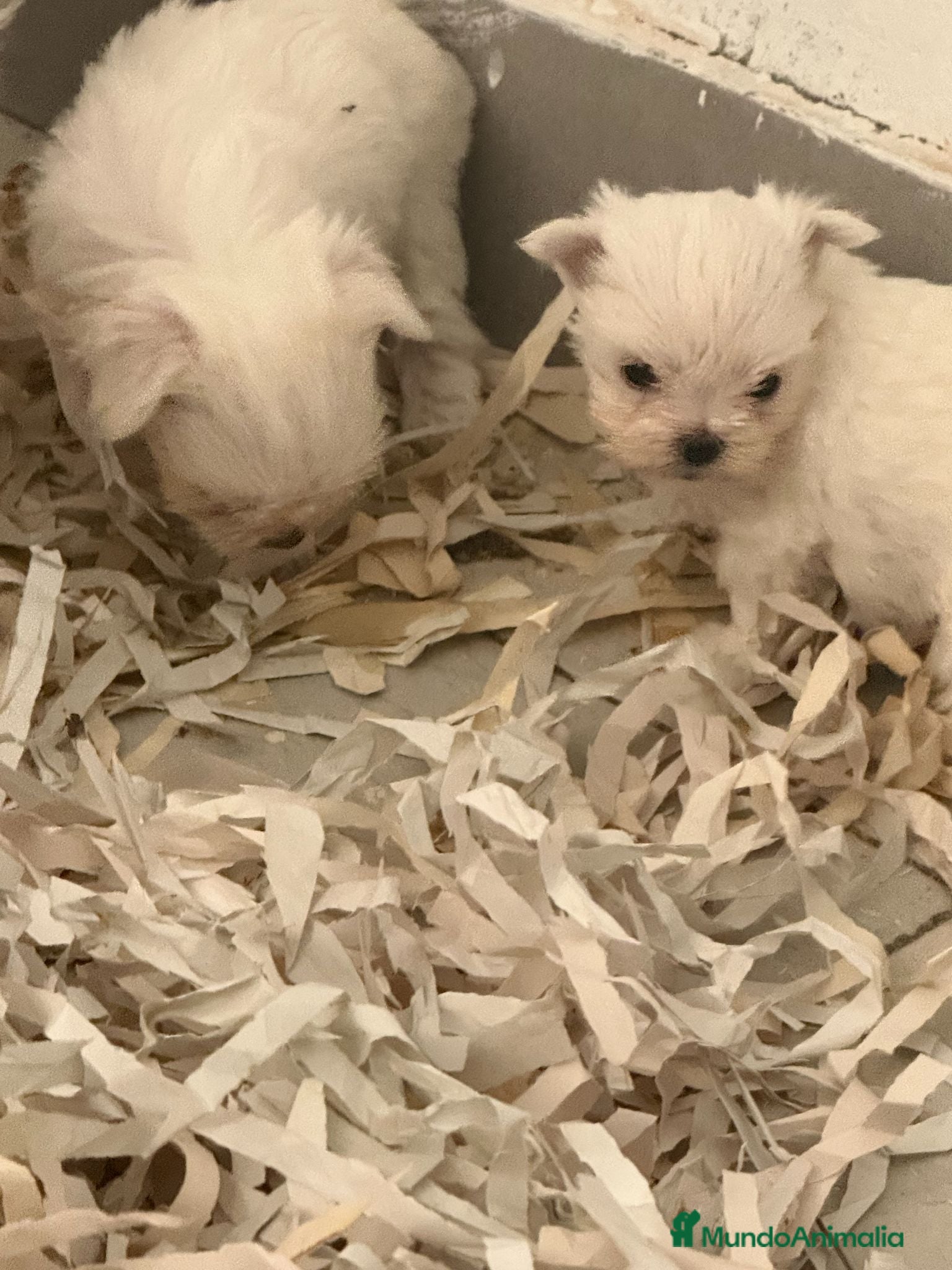 Bichón Maltés perros Camada Bichon maltes  - Anuncio 1