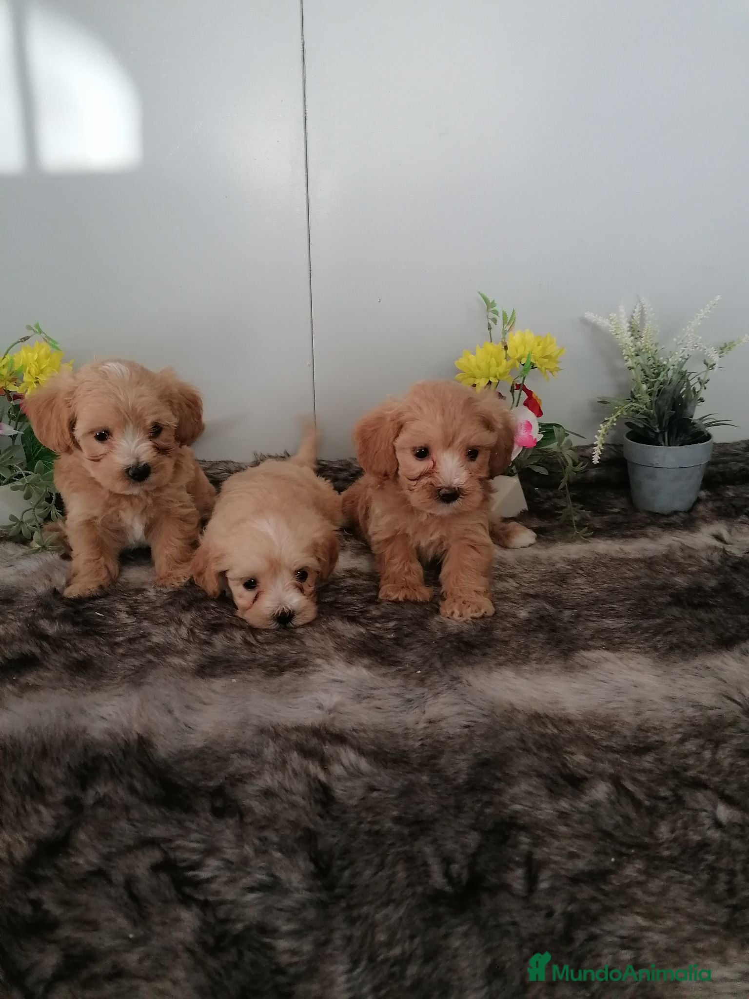 Maltipoo perros Preciosos maltipoo muy bonitos  - Anuncio 1