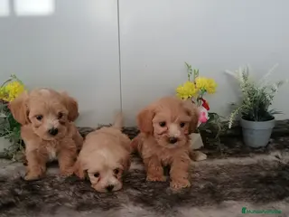 Maltipoo perros Preciosos maltipoo muy bonitos - Anuncio 1