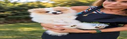 Pomerania perros en venta: Macho Pomerania Particolor Naranja - Anuncio 3