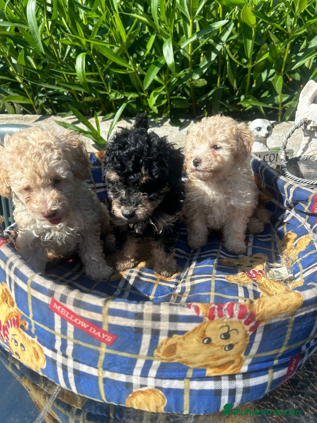 Caniche Toy perros en venta: Caniches toys calidad y selección  - Imagen 4