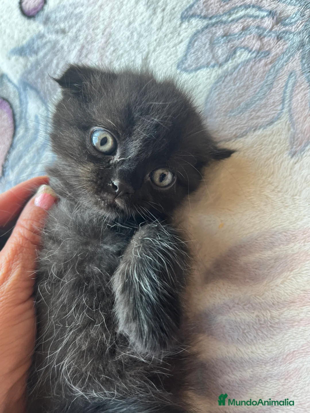 Scottish Fold gatos en venta: Gatitos Scotis folh - Anuncio 2
