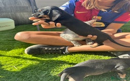 Teckel Miniatura perros en venta: Salchichitas miniatura - Imagen 1