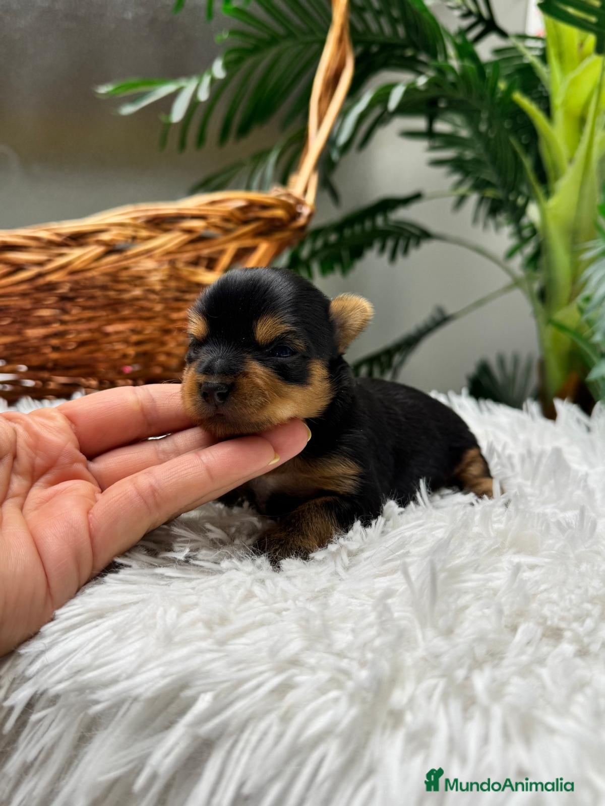 Yorkshire Terrier perros YORKSHIRE TERRIER  - Anuncio 1