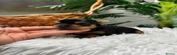 Yorkshire Terrier perros en venta: YORKSHIRE TERRIER  - Anuncio 1
