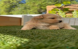 Maltipoo perros en venta: MALTIPOO MACHO - Imagen 25