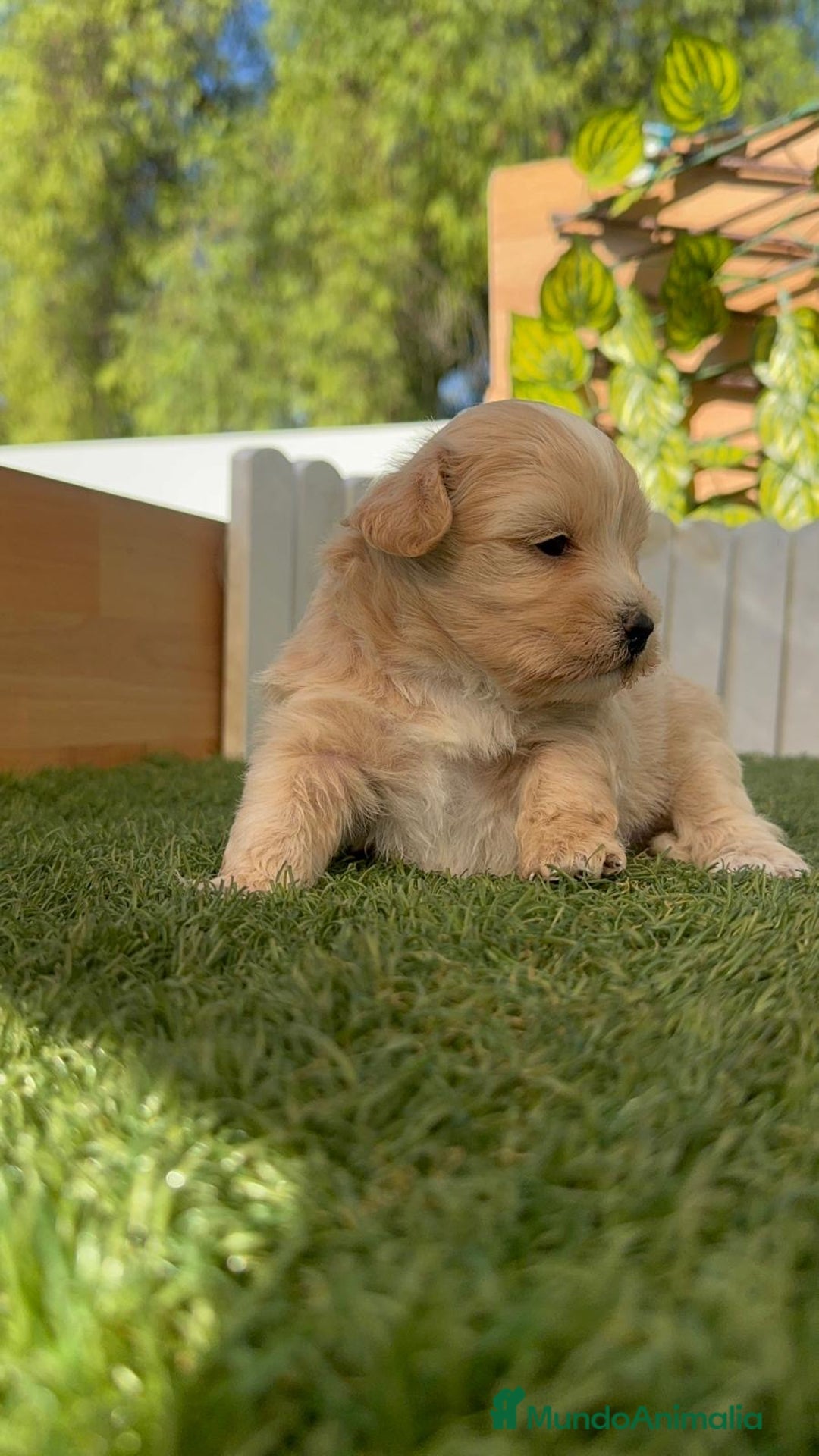 Maltipoo perros en venta: MALTIPOO MACHO - Imagen 25