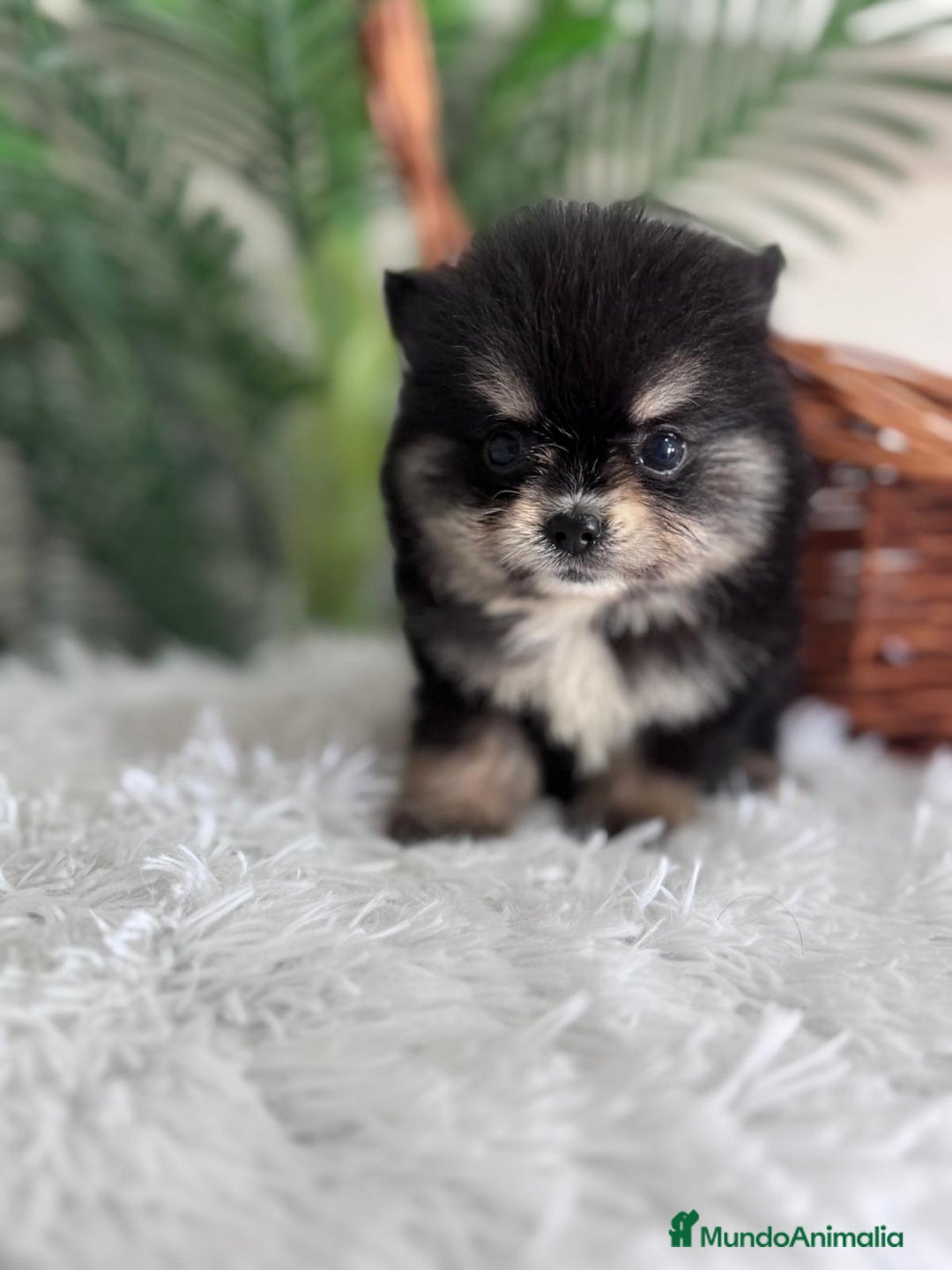 Pomerania perros en venta: POMERANIA HEMBRA - Imagen 12