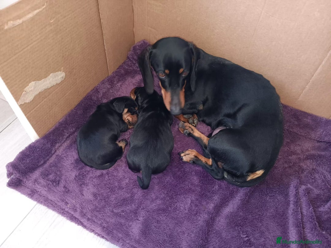 Teckel Miniatura perros en venta: Mini Teckel Negro-Fuego - Imagen 2