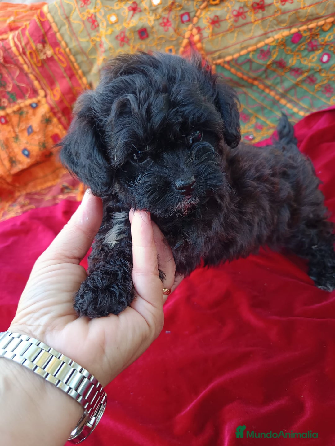 Maltipoo perros en venta: Maltipoo en Cádiz - Imagen 16