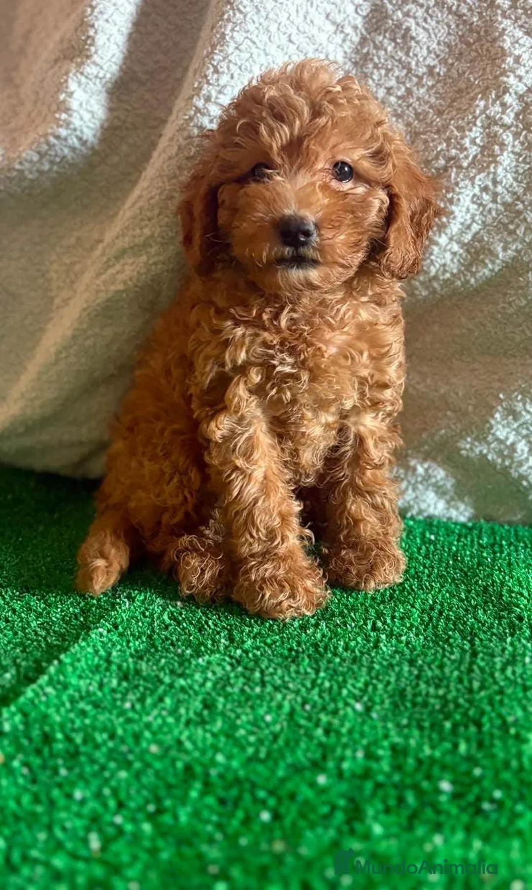 Caniche Toy perros en venta: Cachorros caniche toy  - Anuncio 8