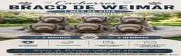 Weimaraner perros en venta: Excelente camada de Braco de Weimar  - Anuncio 5