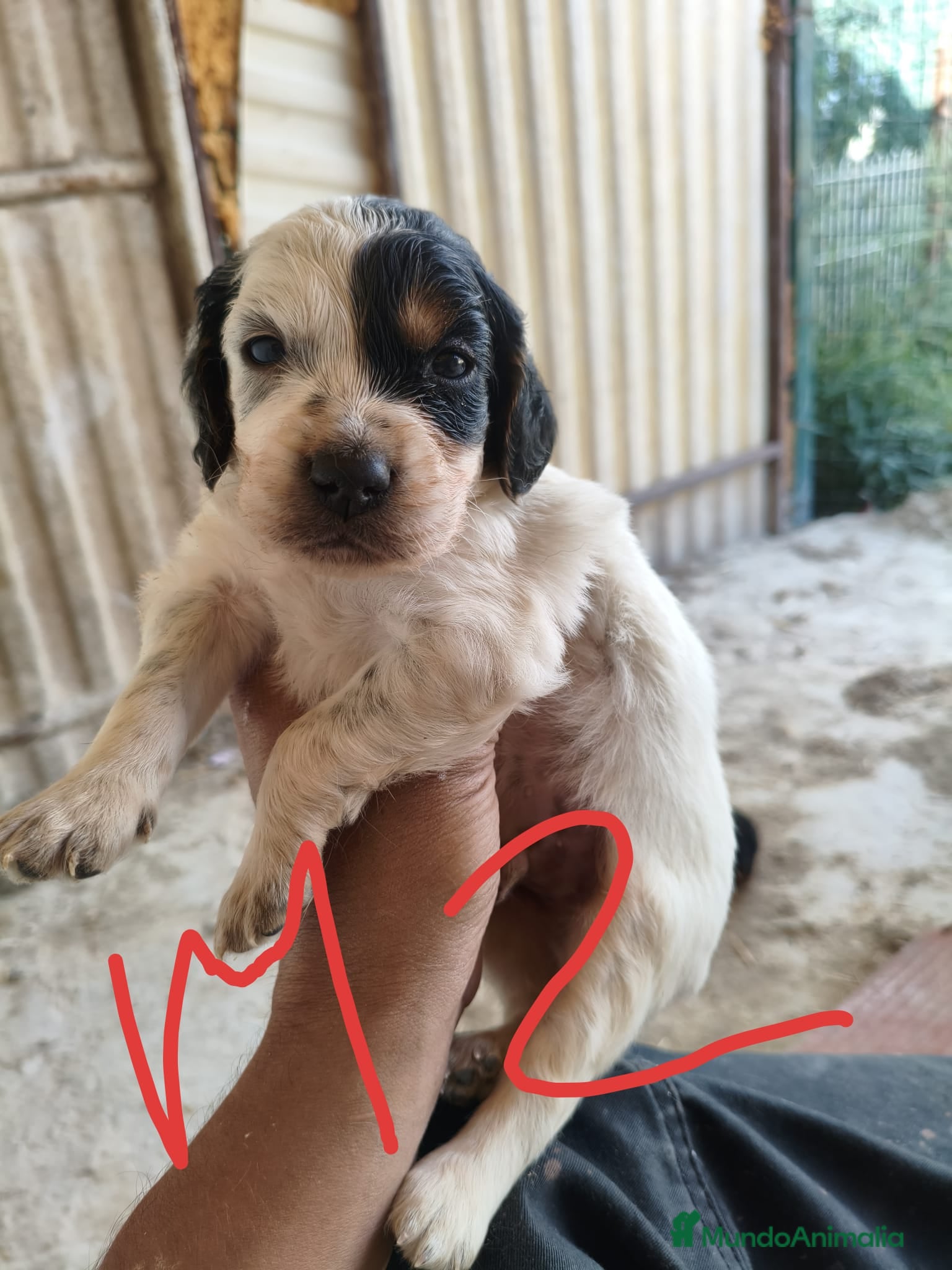 Setter Inglés perros en venta: Setter ingles  - Anuncio 5