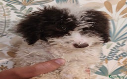 Perro de Agua Español perros en venta: Perra de aguas - Imagen 5
