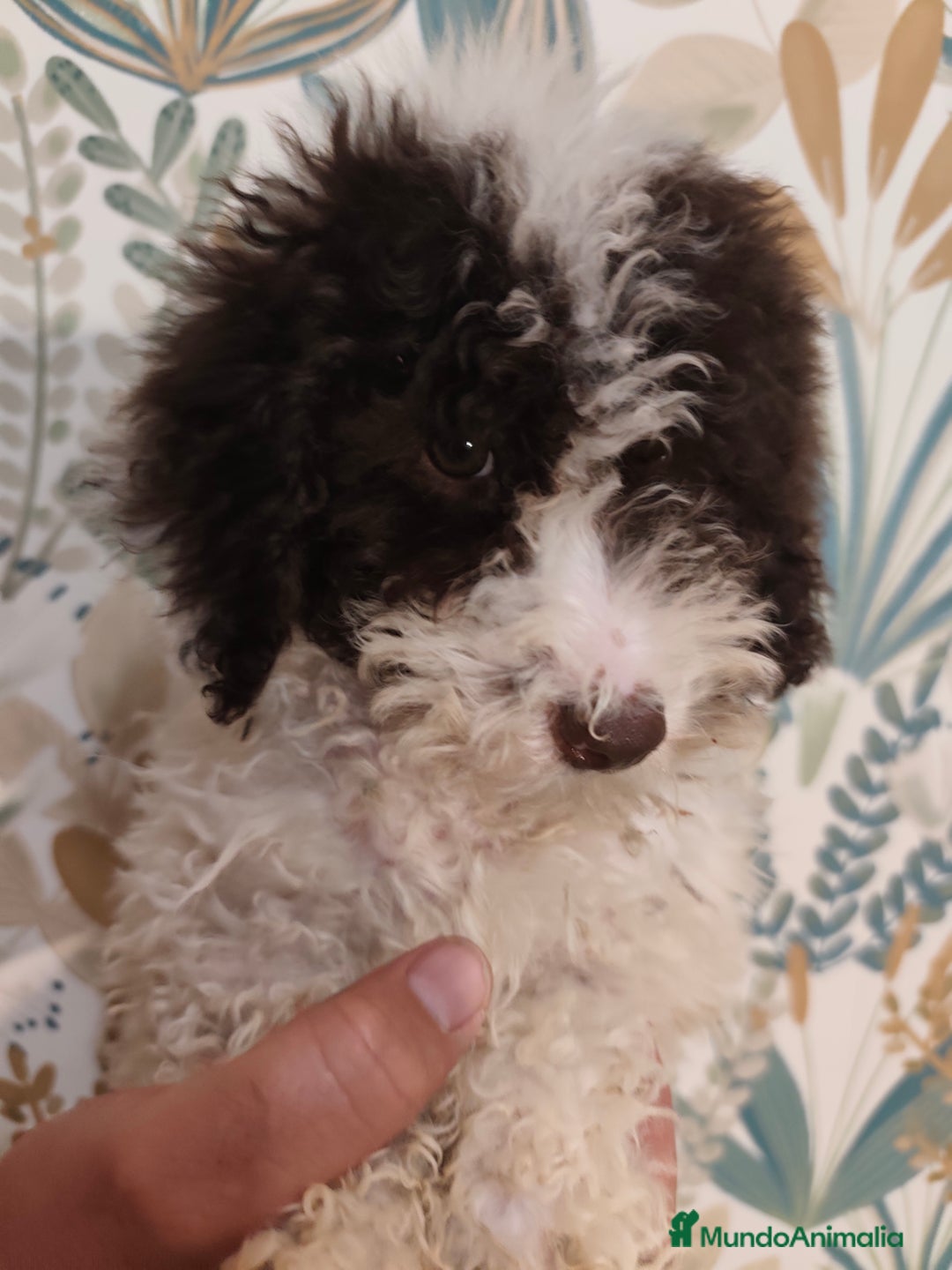 Perro de Agua Español perros en venta: Perra de aguas - Imagen 5