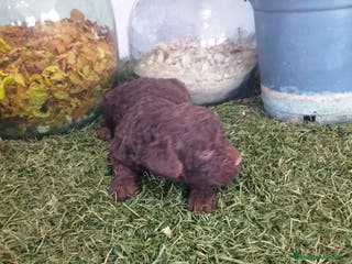 Perro de Agua Español perros Cachorros perros de agua - Anuncio 28