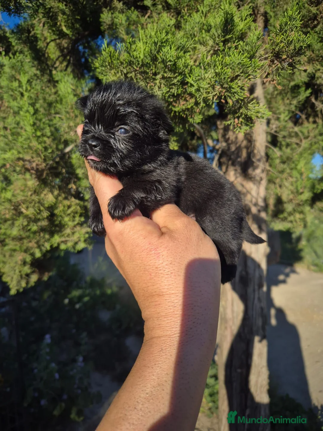 Chihuahua perros en venta: Chihuahua  - Anuncio 2