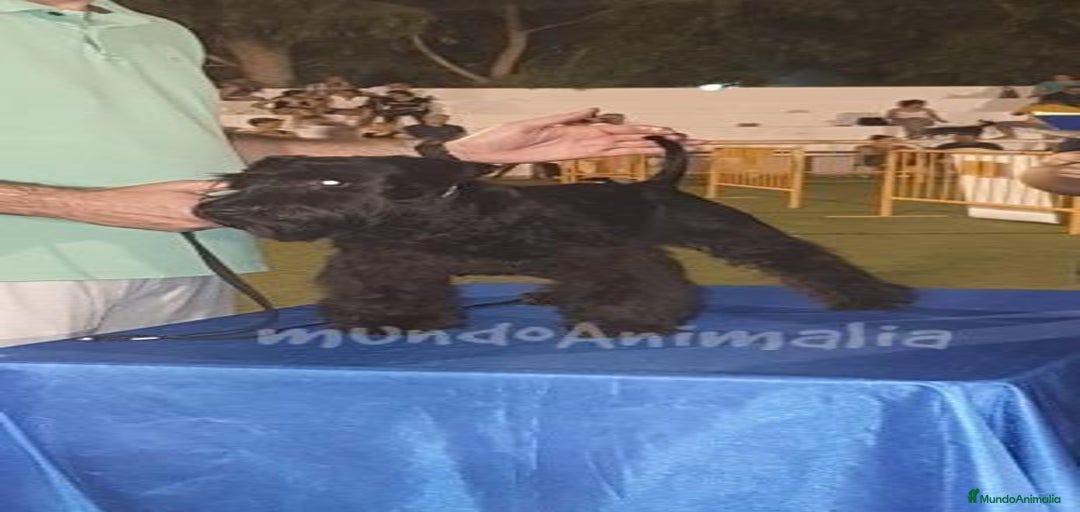 Imagen de galería {{count}}