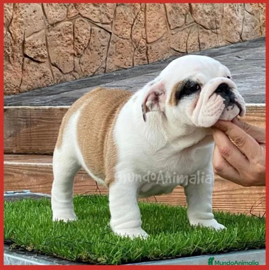 Imagen de galería {{count}}