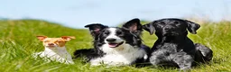 Akita Americano perros en venta: Sit semper consectetur vivamus nisi - Anuncio 1