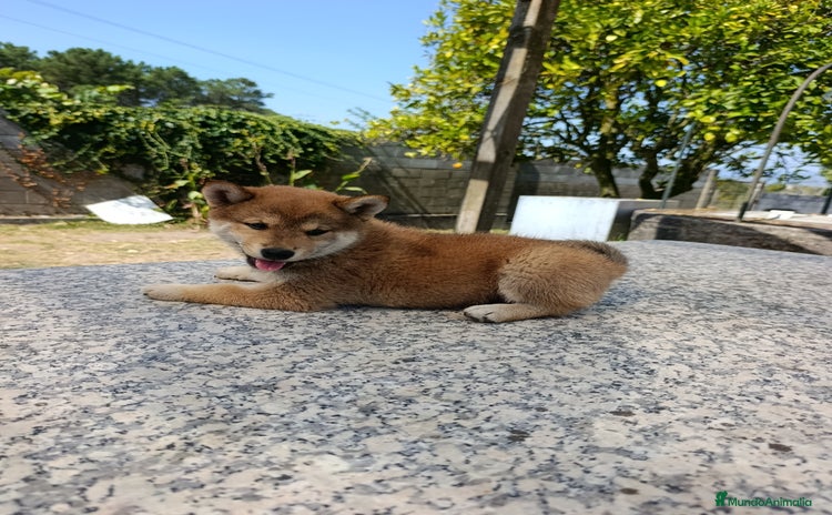 Shiba Inu perros - Anuncio 1