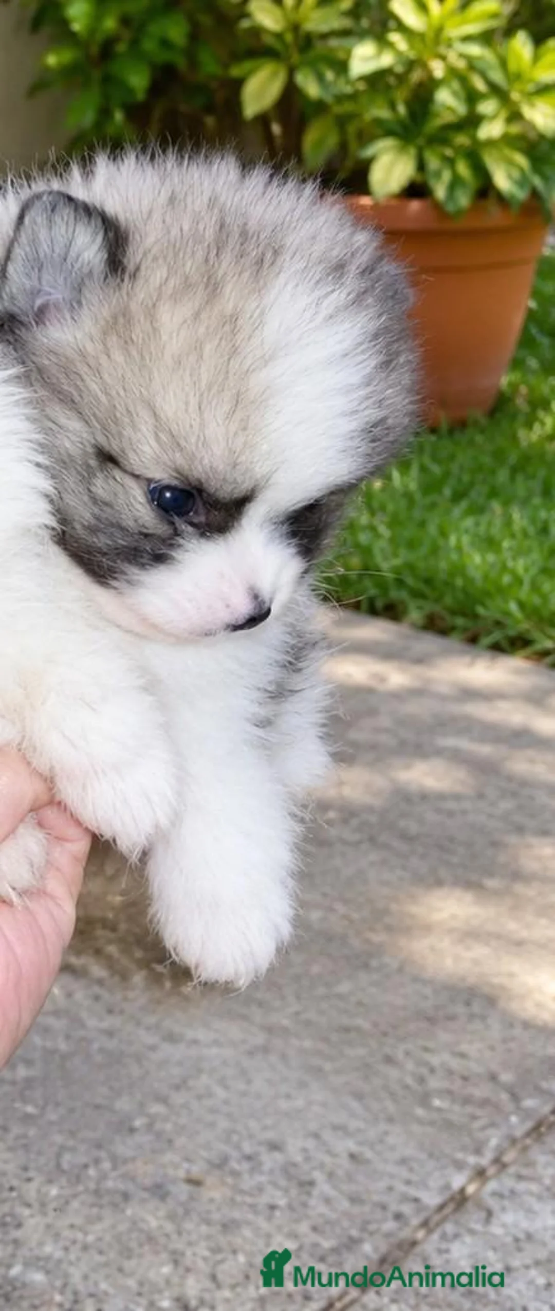 Pomerania perros en venta: POMERANIAS MACHITOS CHIQUITINES  - Anuncio 3
