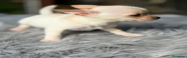 Chihuahua Cachorro 1