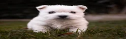 West Highland White Terrier perros en venta: Westy macho  - Anuncio 3