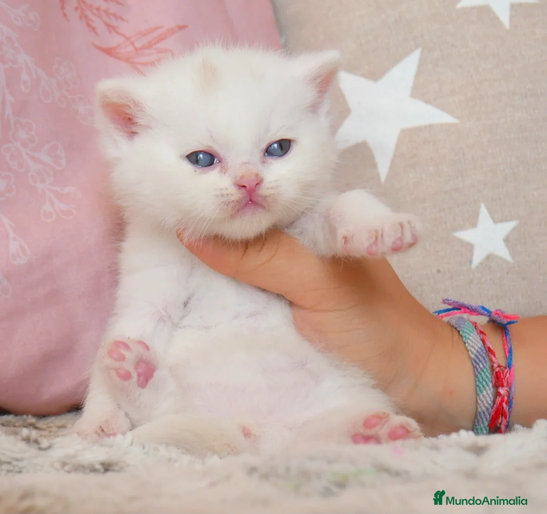 Británico de Pelo Corto gatos en venta: Camada espectacular British Shorthair Pedigree WCF - Anuncio 22