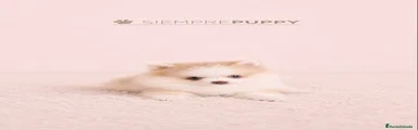 Pomerania 1