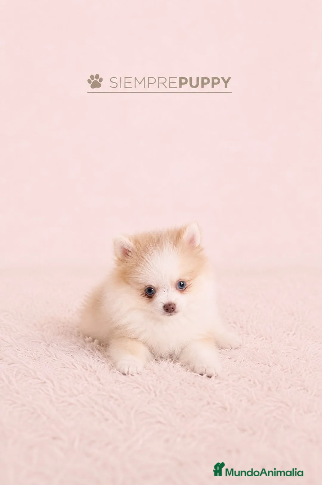 Pomerania perros en venta: POMERANIA TOY OJOS AZULES - Anuncio 2